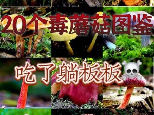 17c555黑料蘑菇、17c555 黑料蘑菇：深挖背后的秘密