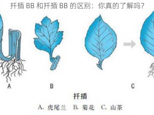 扦插 BB 和扦插 BB 的区别：你真的了解吗？