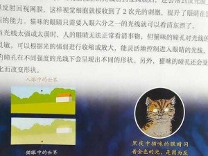 猫眼发光之谜：探寻夜间神秘光芒的来源与科学解释