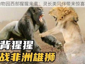 疯狂动物园西部猩猩来袭：灵长类同伴带来惊喜与挑战