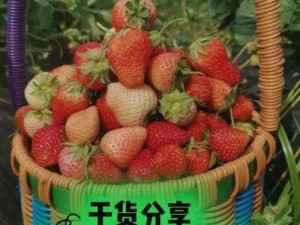 电能草莓的获取之道：探索高效种植技术与智能管理策略