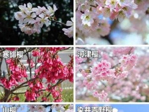 96533樱花【你可以拨打 96533 樱花热线，了解更多相关信息】