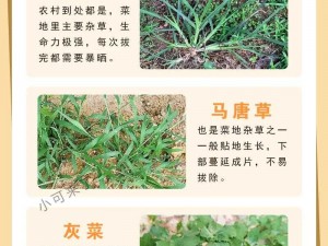 0adc野草年龄确认-如何确认 0adc 野草的年龄？