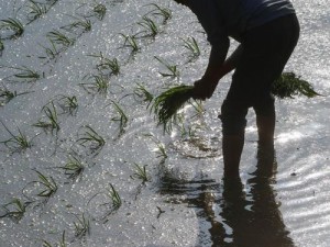 24 种男女插秧法提高效率助你轻松高效插秧