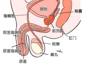 男生生殖正常图片14;男生生殖正常图片 14：探索男性生殖健康的重要图片