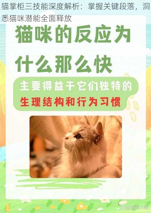 猫掌柜三技能深度解析：掌握关键段落，洞悉猫咪潜能全面释放