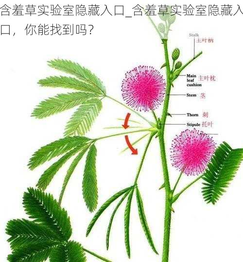 含羞草实验室隐藏入口_含羞草实验室隐藏入口，你能找到吗？