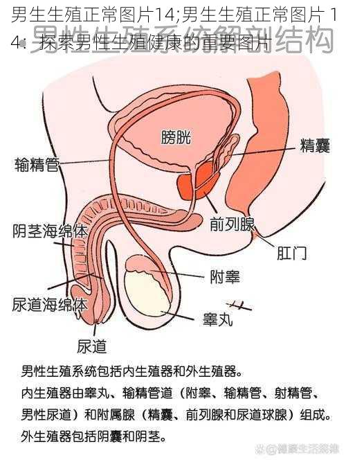 男生生殖正常图片14;男生生殖正常图片 14：探索男性生殖健康的重要图片