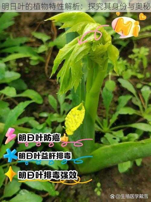 明日叶的植物特性解析：探究其身份与奥秘