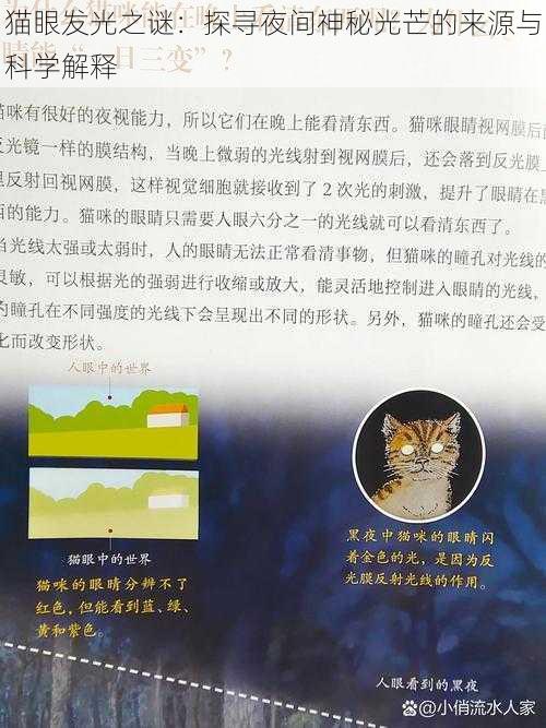 猫眼发光之谜：探寻夜间神秘光芒的来源与科学解释