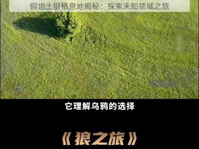 铜齿土狼栖息地揭秘：探索未知领域之旅